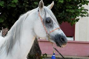 Horse Horseback Riding