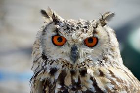 Animal Owl Pen