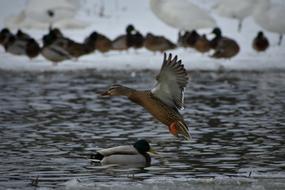 Animal Lake Waterside