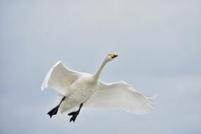 Animal Sky Bird Wild