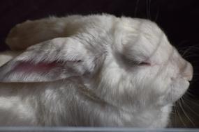Animal Mammal Fur