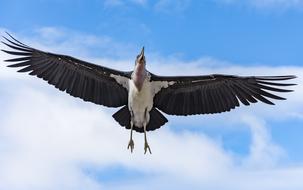 Bird Raptor Animal