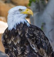 Bird Raptor Animal