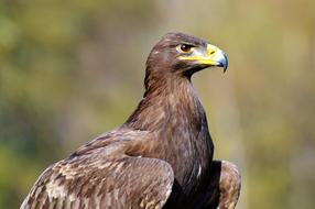 Adler Bird Of Prey Raptor