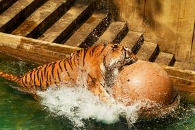 Tiger Zoo Predator