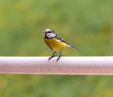 Bird Animal Nature