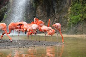 pink flamingo on the lake