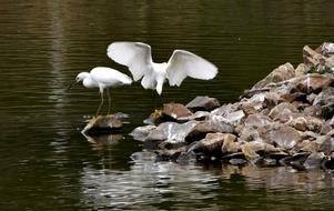 beautiful white birds by the water