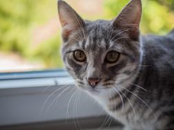 Cat Kitten Animal