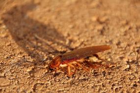 insect on dry ground