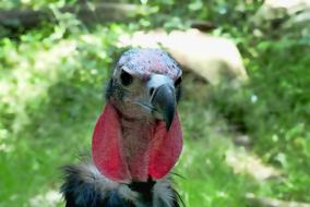 Animal Bird Vulture