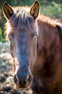 Horse Wild Head Portrait Of