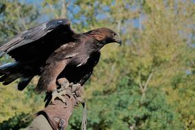 Bird Adler Of Prey
