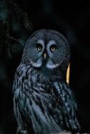 Nocturnal Bird Owl portrait
