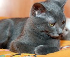 Cat Gray