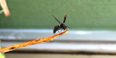 Insect Nature Animalia Anisoptera