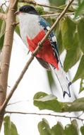 Cuba Cienaga De Zapata Matanzas bird