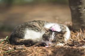 sleeping kitty on the street