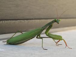 Insect Mantis Religiosa