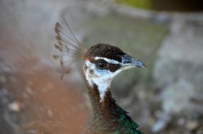 close-up of the peacock face