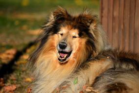 Collie Rough Dog