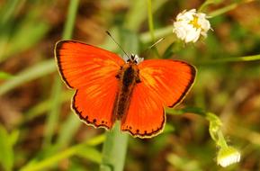 orange butterfly on flowers
