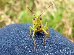 Natural Bug Insect