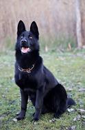 Black German Shepherd Beauty