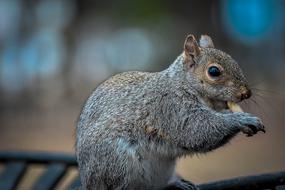 little squirrel with a nut