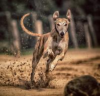 Dog Greyhound Pet Animal