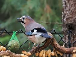 Jay Autumn Peanuts