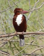 Bird Kingfisher White-Throated