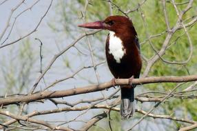 Bird Kingfisher White-Throated