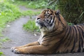 Tiger Zoo Feline