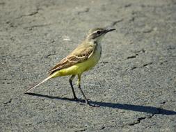 Yellow Wagtail Bird in wildlife