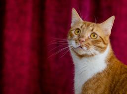cute cat looking up