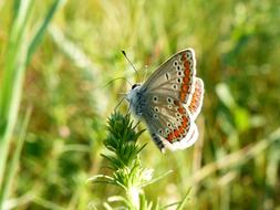 Butterfly Day Insect Nature