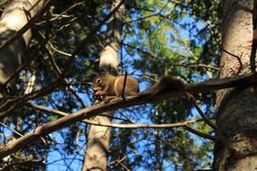 squirrel gnawing at a nut on a branch