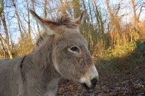Donkey Ass Saint André Grey