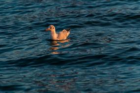 Seagull Water Bird