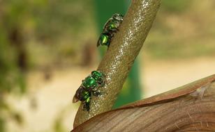 Insect Animalia Wild Life