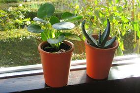 Indoor Plant Window Sill Grow