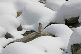 Snow Squirrel Winter