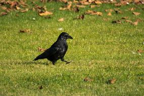 Raven Strut Go