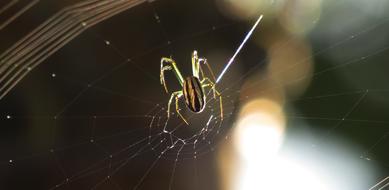 Spider Arachnid Insect
