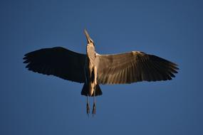 Animal Sky Bird Wild