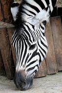 Zebra Zoo Eat