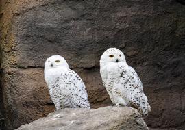 Snowy Owl Bird