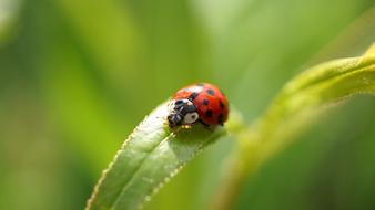 Insect Ladybug Nature