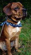 Dog Animal Cute
